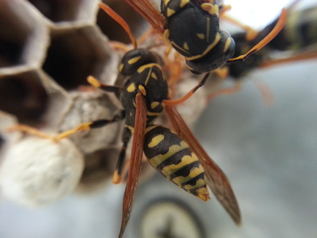 Wasp