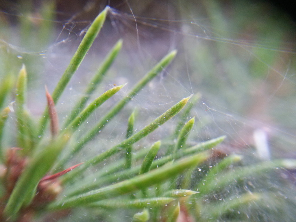 Spiderweb